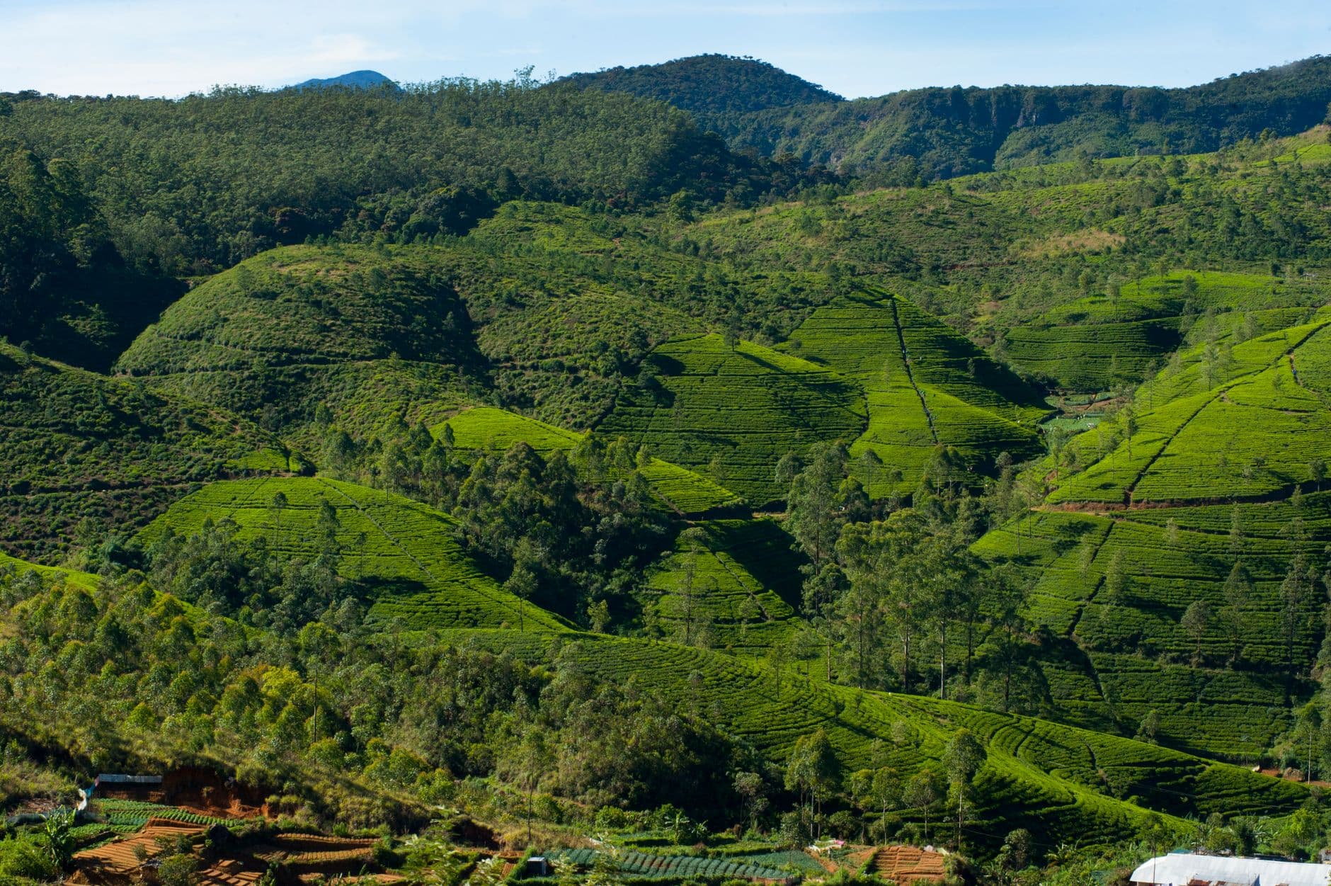 Green tea-covered hills around Ella