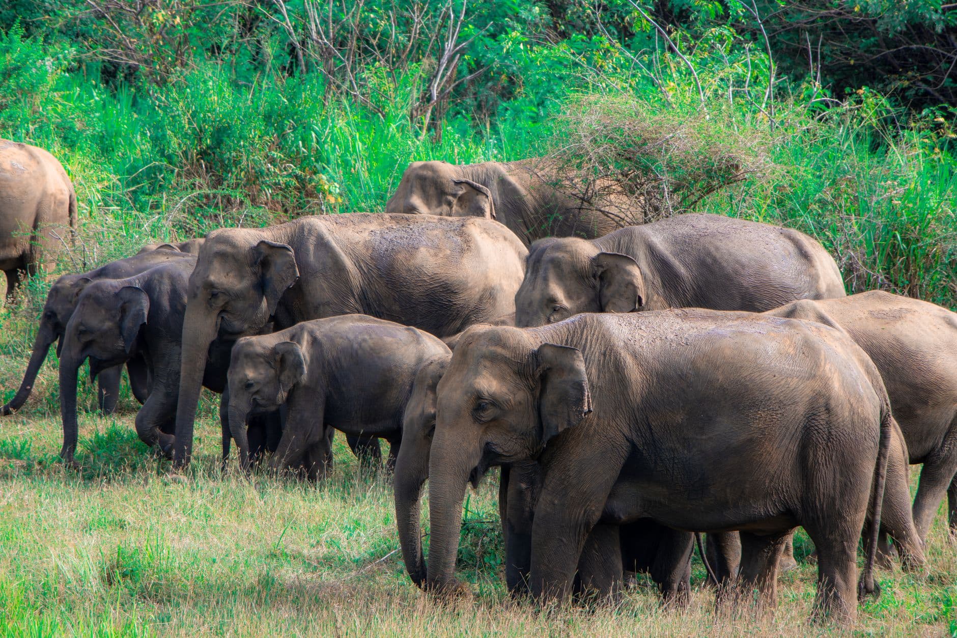 Elephant herds gathering on the Minneriya tank bed