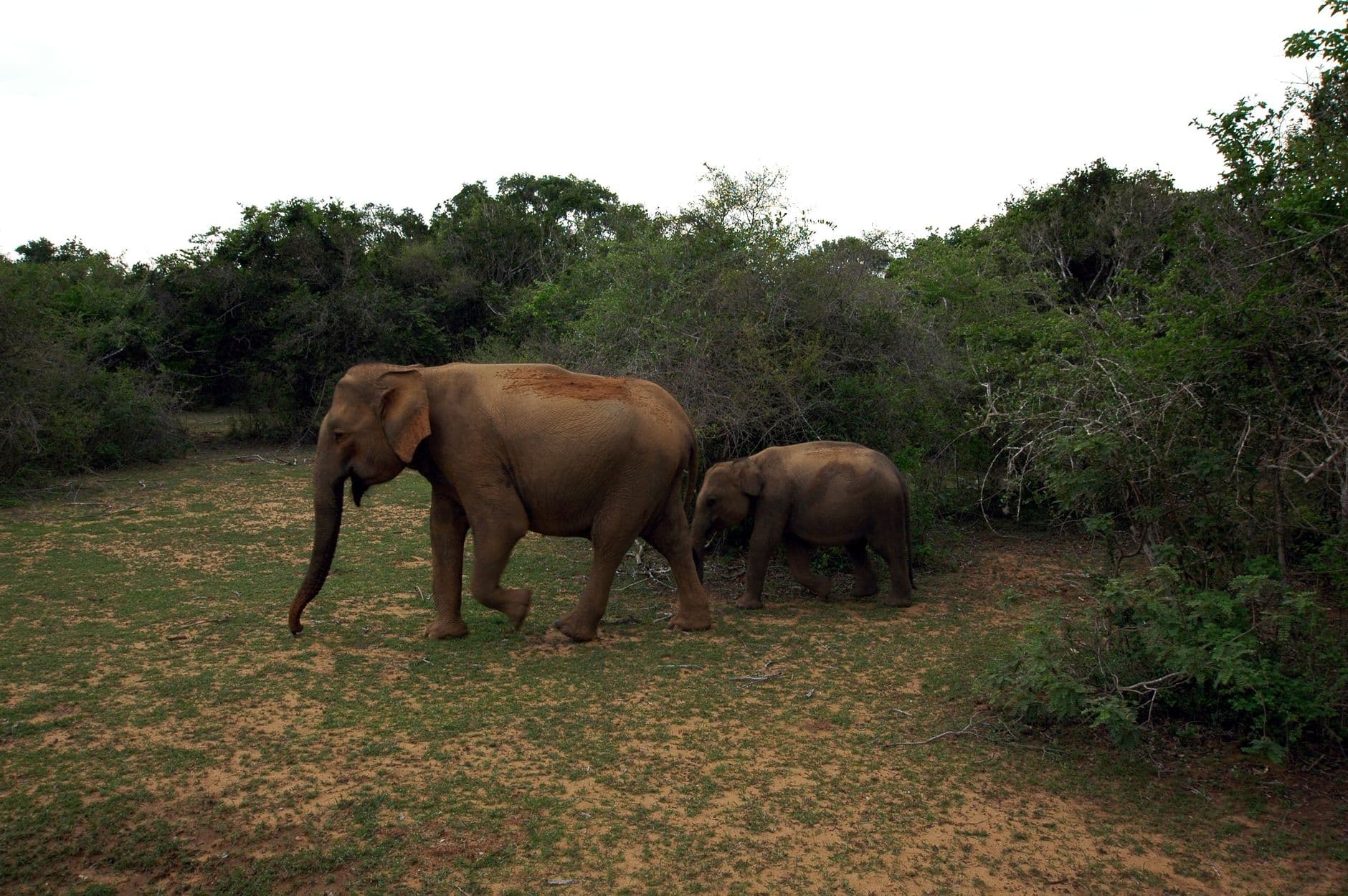 Elephants grazing in Udawalawe National Park