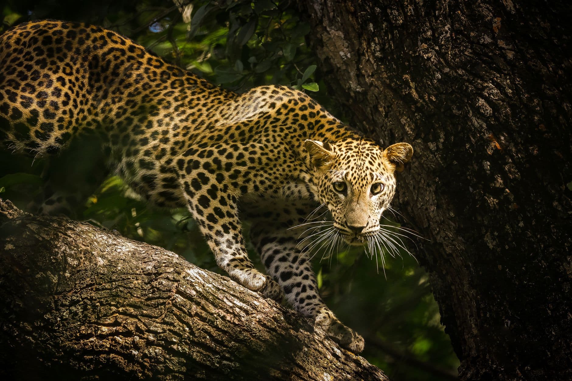 Leopard resting in Yala National Park