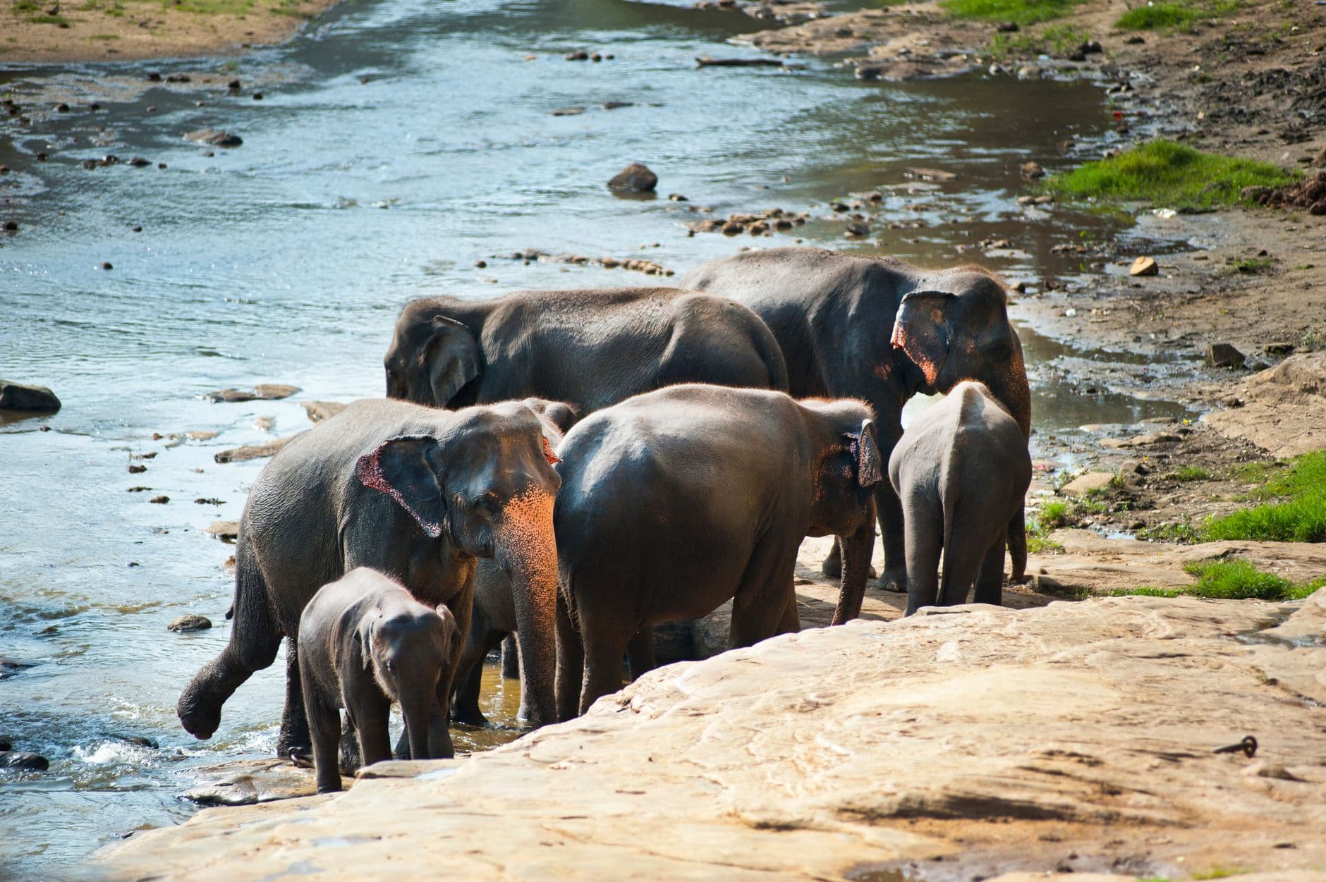 Elephants converging on the tanks near Habarana
