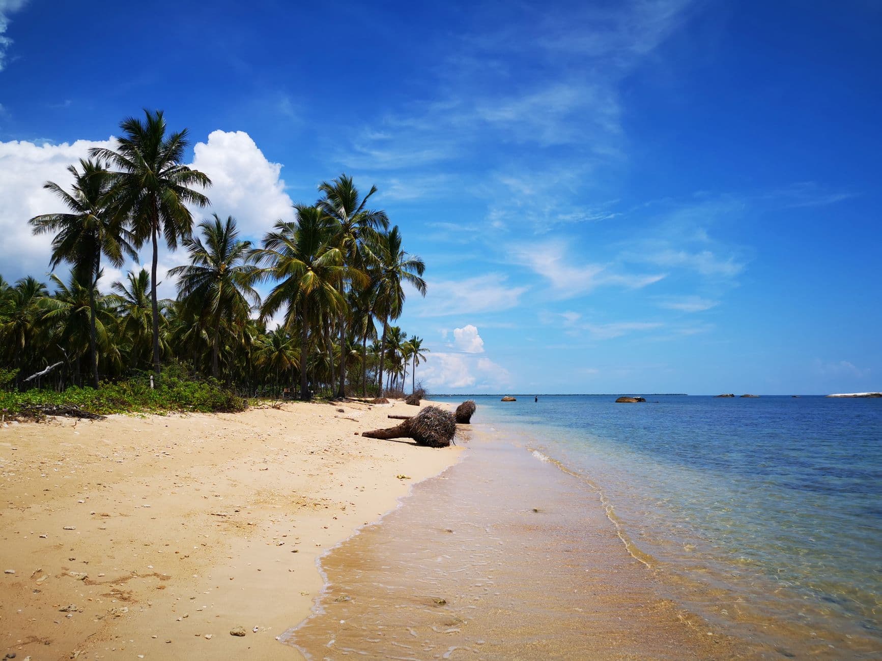 Palms leaning over the quiet sand at Kalkudah