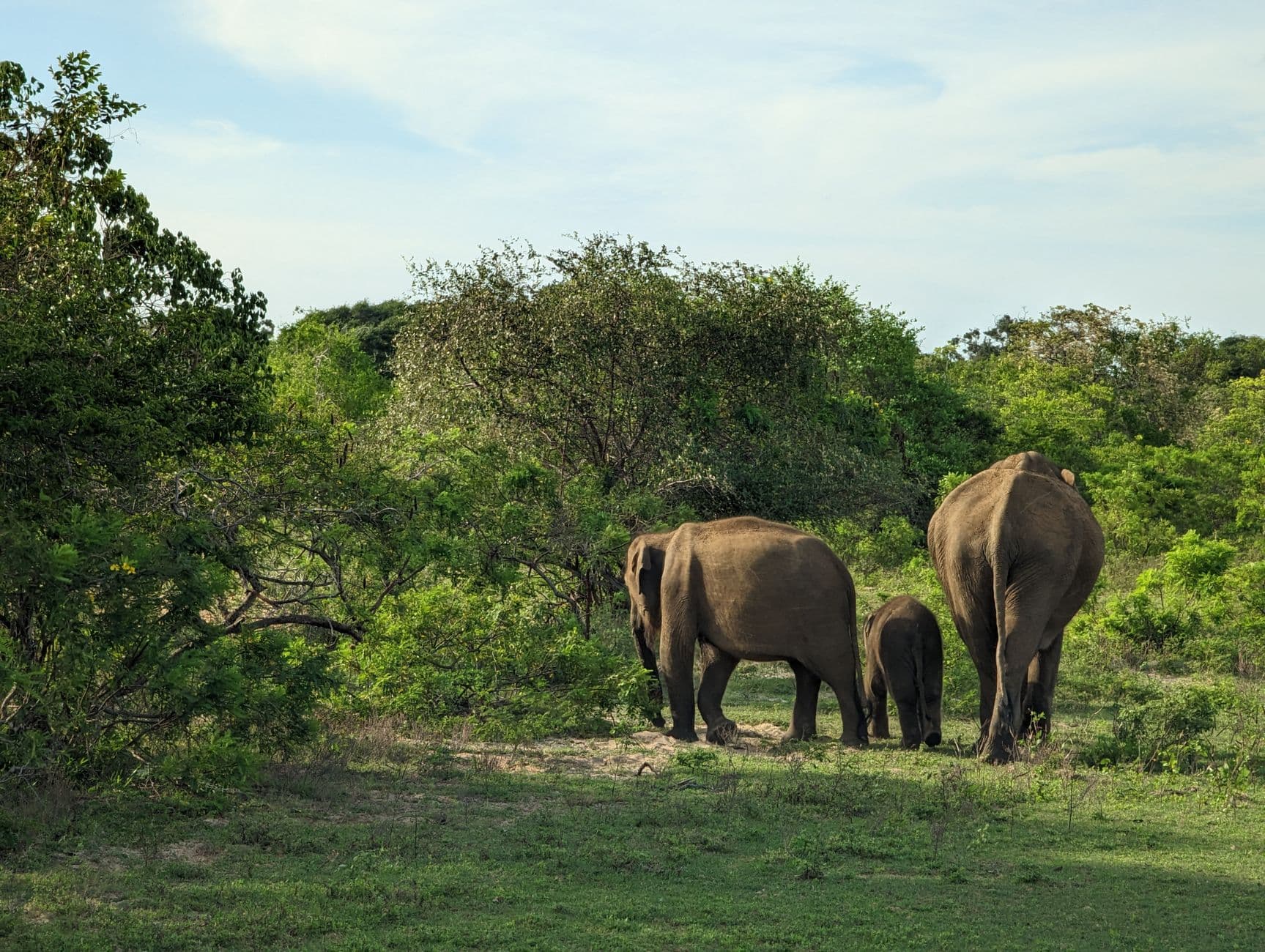 Safari jeeps on a dawn drive in Yala