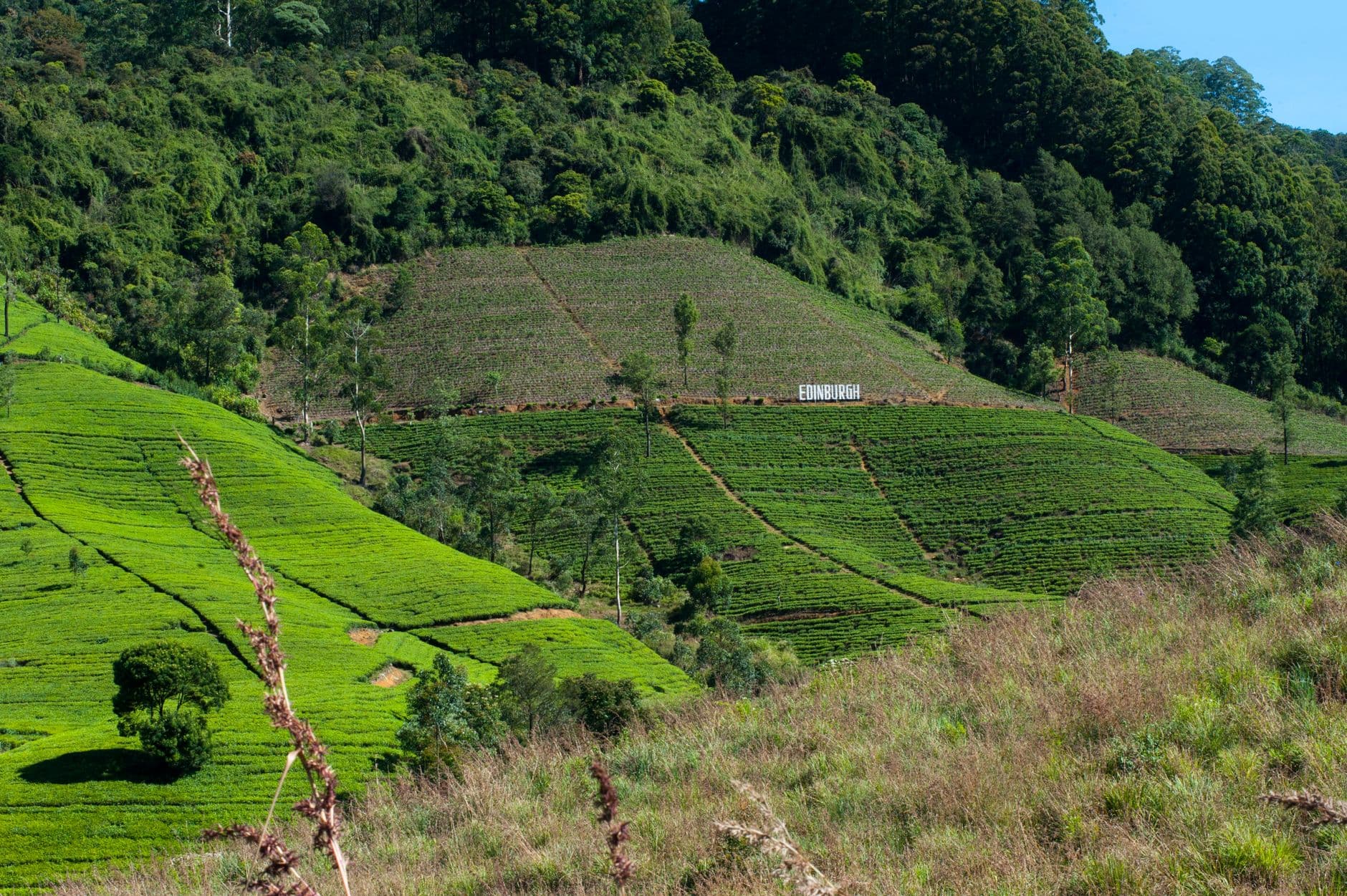 Tea estates rolling across the hills around Nuwara Eliya