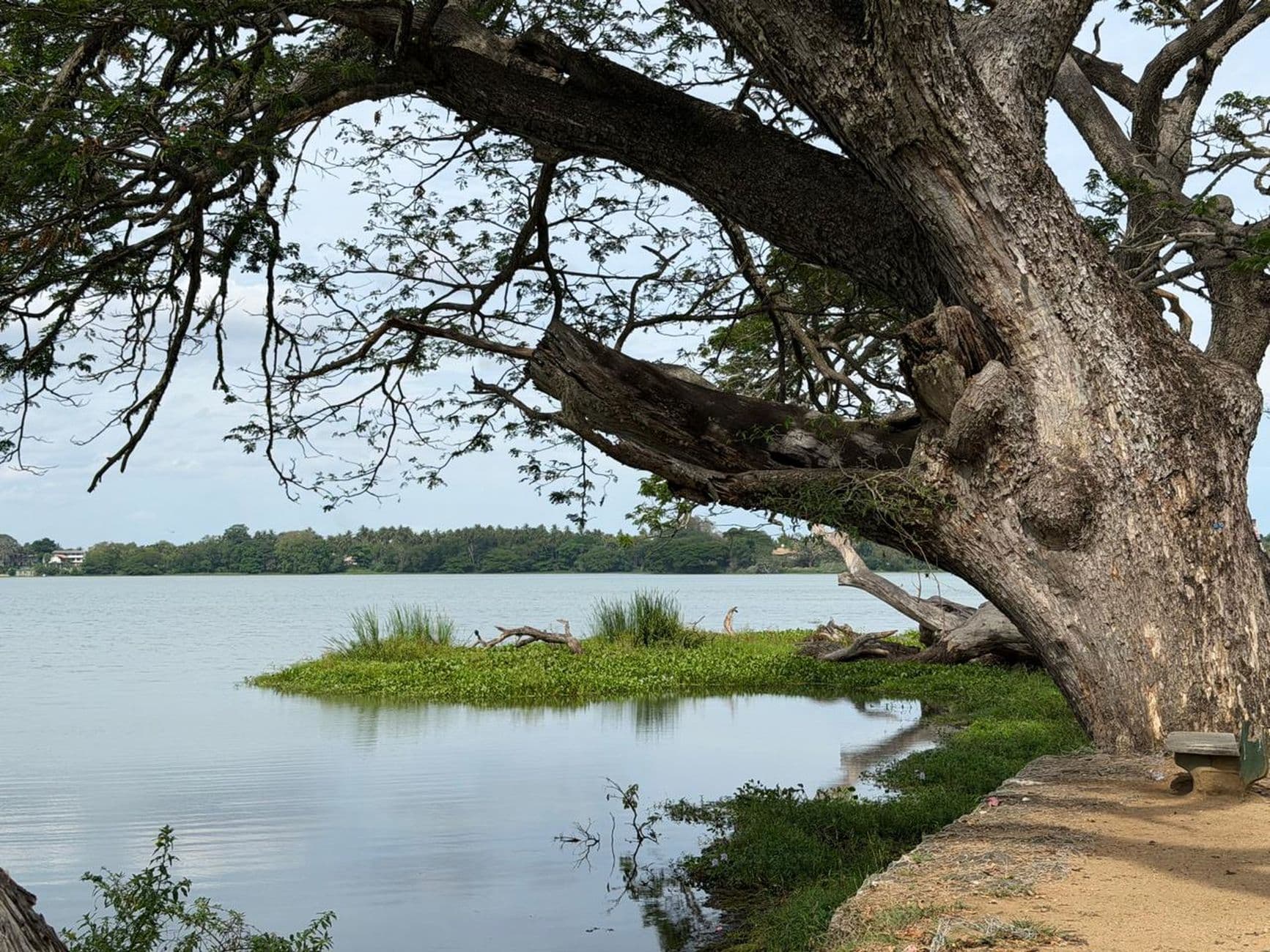 Still water and shade trees on the banks of Tissa Wewa