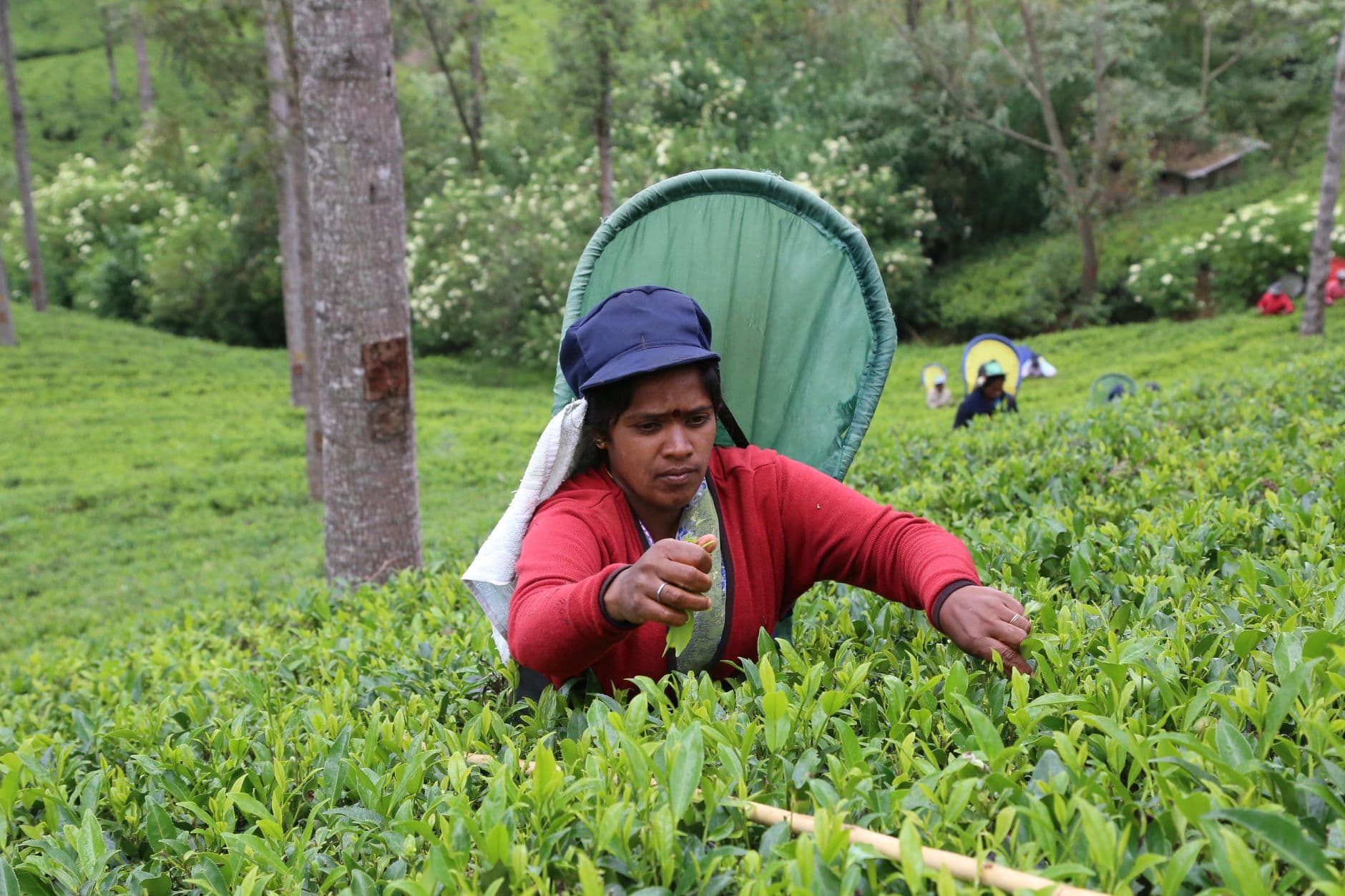 Tea pluckers working the rows in the high country