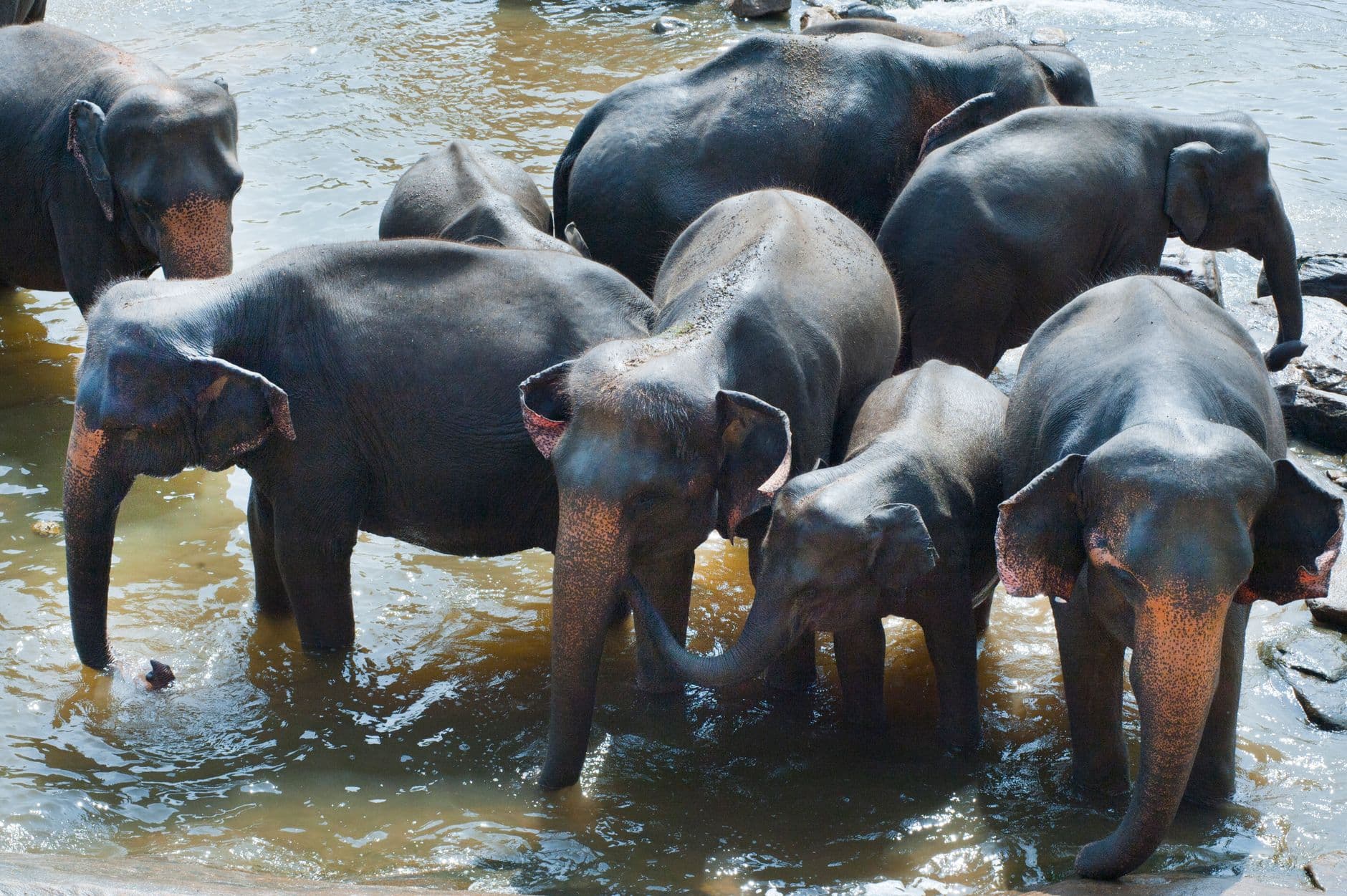 Elephants bathing together in a shallow river