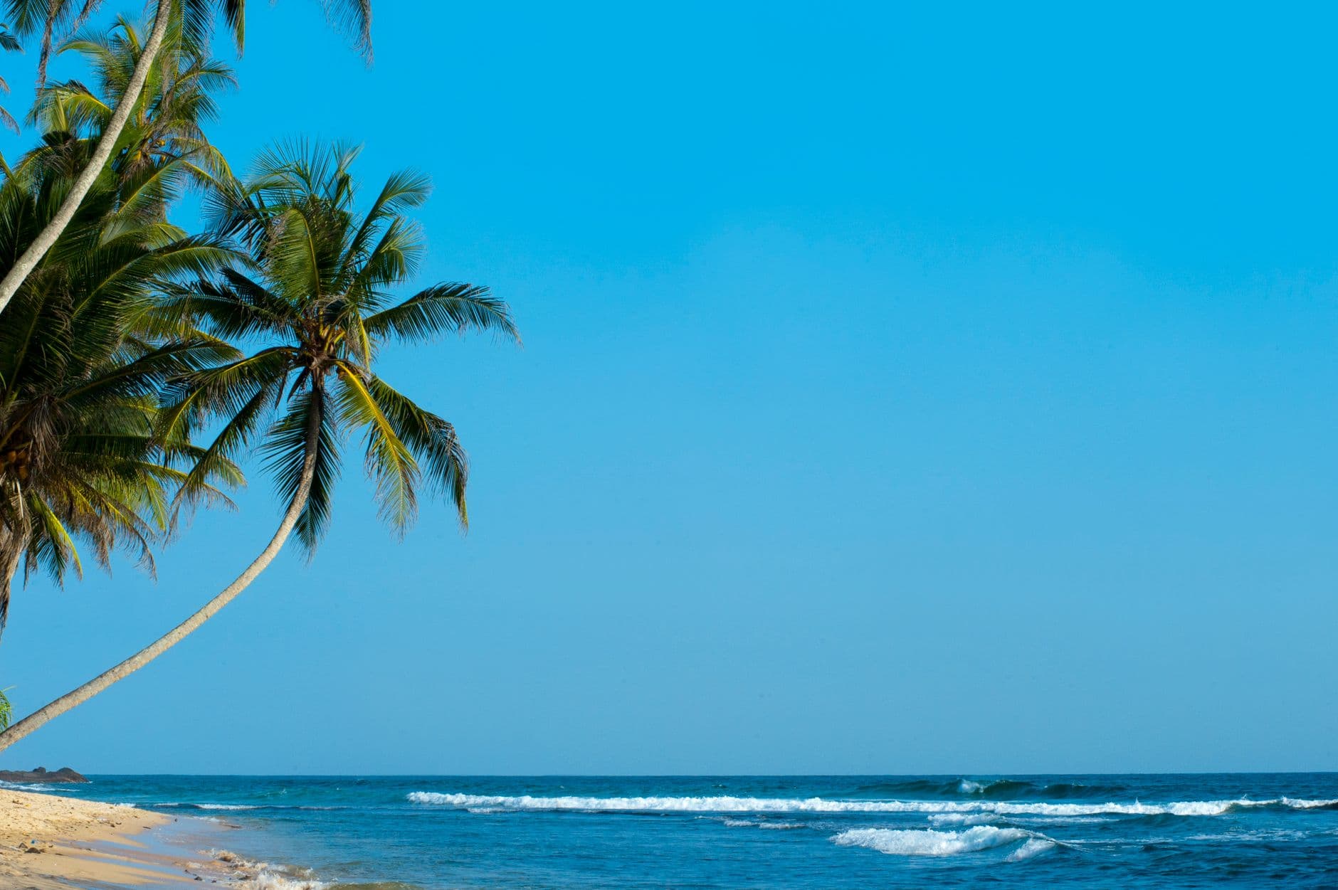 Palm-lined coast under March sunshine